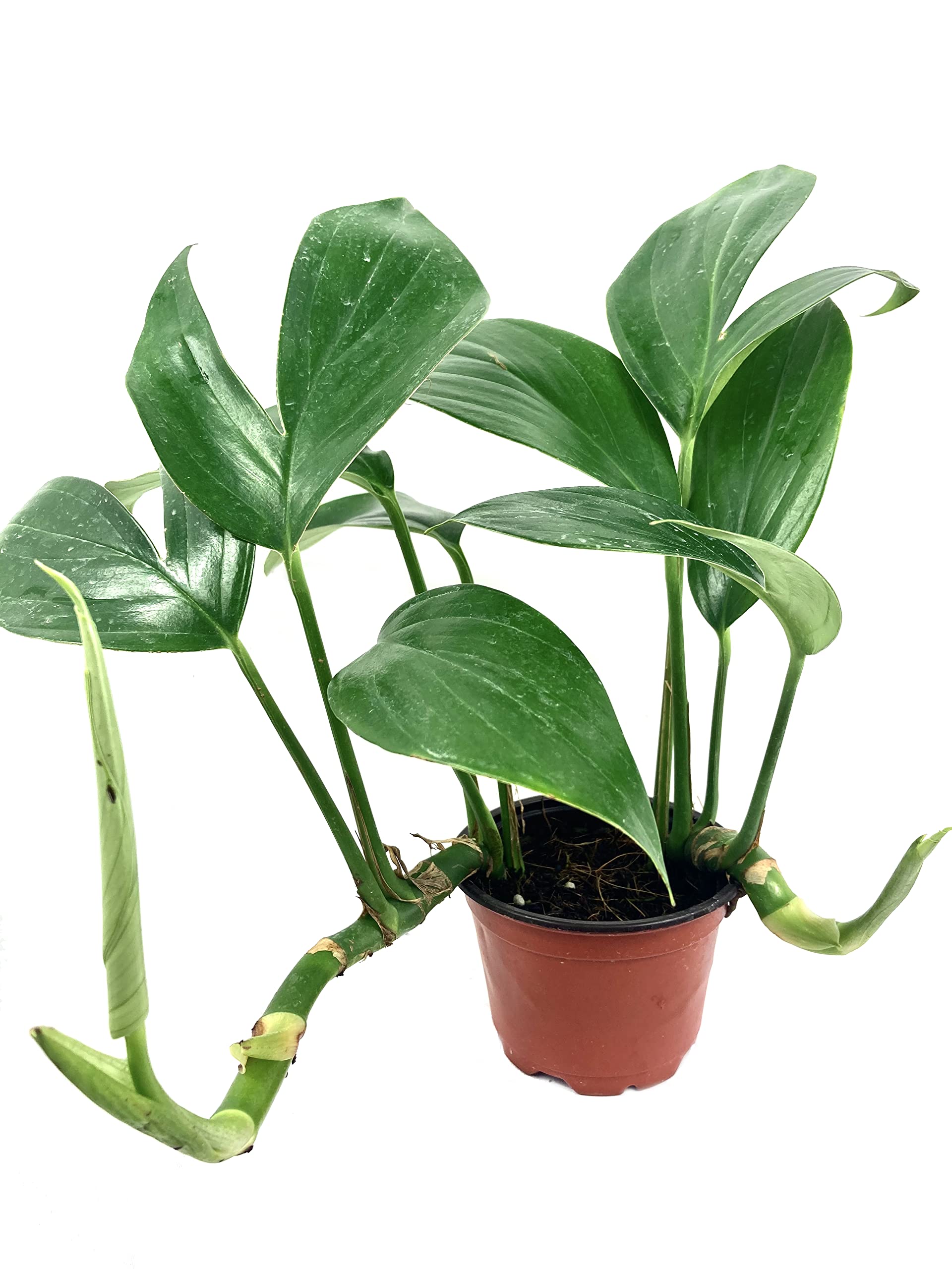 Rhaphidophora Decursiva Dragon Tail Plant - 3 Live Rare Houseplants in 4 Inch Pots - Florist Quality Indoor Plants from Florida - Perfect for Home Decor, Office Spaces & Tropical Gardens