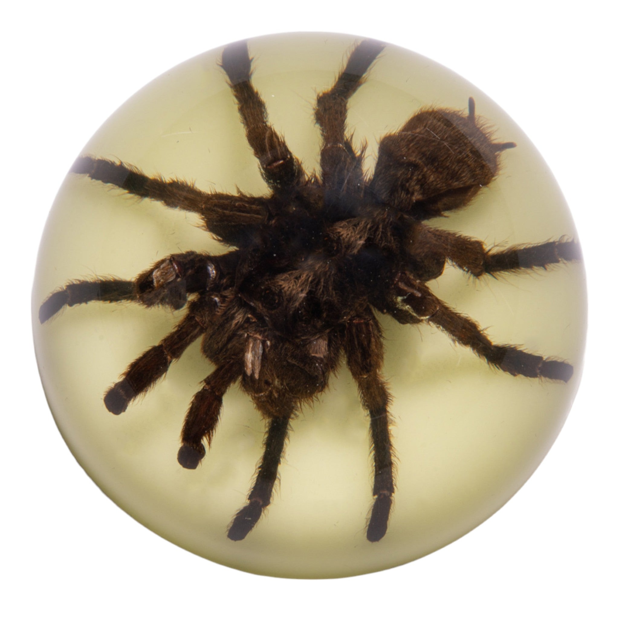 Real Tarantula in Acrylic Dome Paperweight - Glow in the Dark Collectible - Unique Desk Decor & Conversation Starter for Home Office, Halloween Decorations