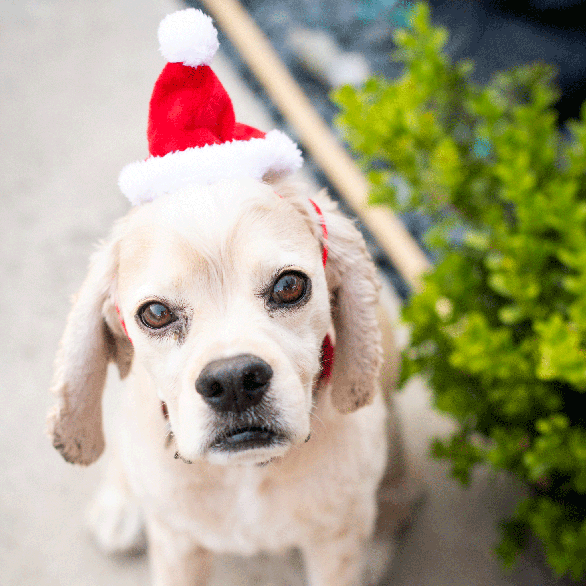 Huxley & Kent Christmas Santa Hat for Dogs - Festive Pet Costume for Holiday Photos & Parties