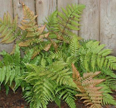 Japanese Shield Fern - Japanese Wood Fern - Autumn Fern (25 Pots, 3.5 Inch Square) | Shade-Loving Perennial Plants for Landscaping & Garden Decor