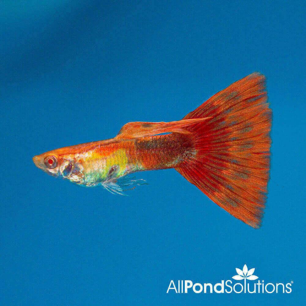 Super Red Guppy Fish (Poecilia reticulata) - Vibrant Live Aquarium Fish for Freshwater Tanks, Aquascaping & Breeding | Perfect for Home Aquariums, Fish Tanks & Aquatic Displays