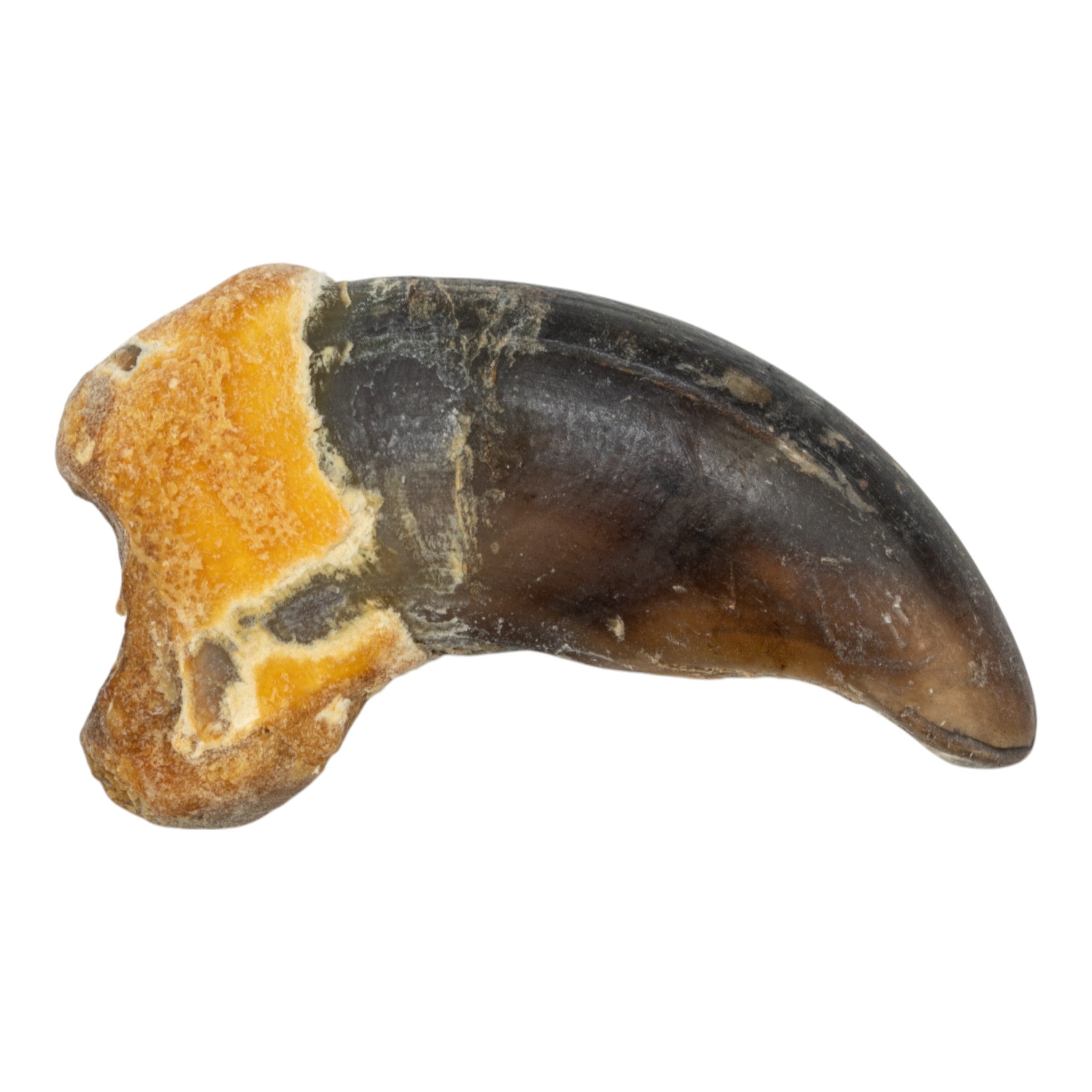 Authentic Grizzly Bear Back Claw - Genuine Collectible Taxidermy Specimen for Hunting Decor, Cabin Wall Display & Wilderness Enthusiasts