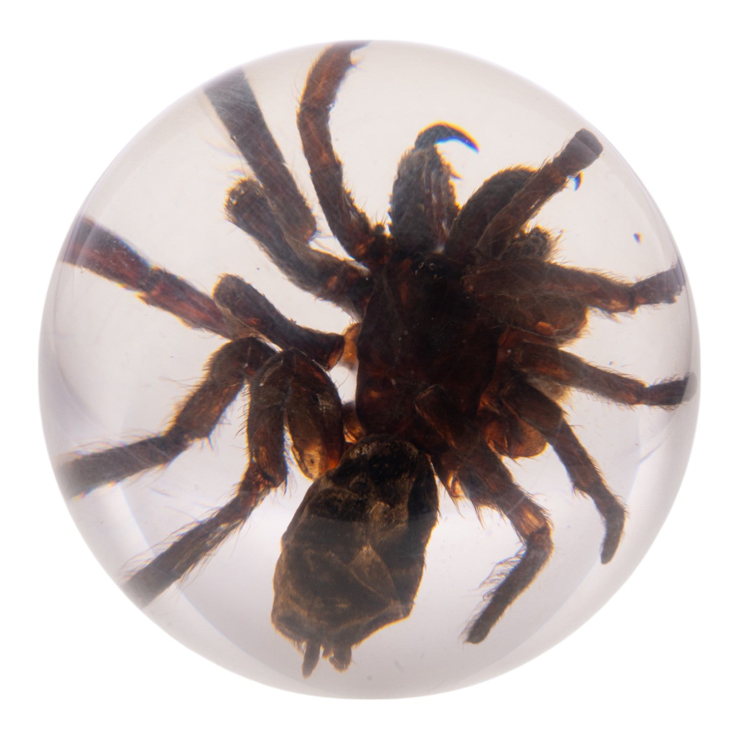 Real Tarantula in Acrylic Globe - Preserved Spider Specimen for Science Display, Home Decor & Halloween Collection - Perfect for Entomology Lovers, Gothic Decor & Unique Gift Ideas