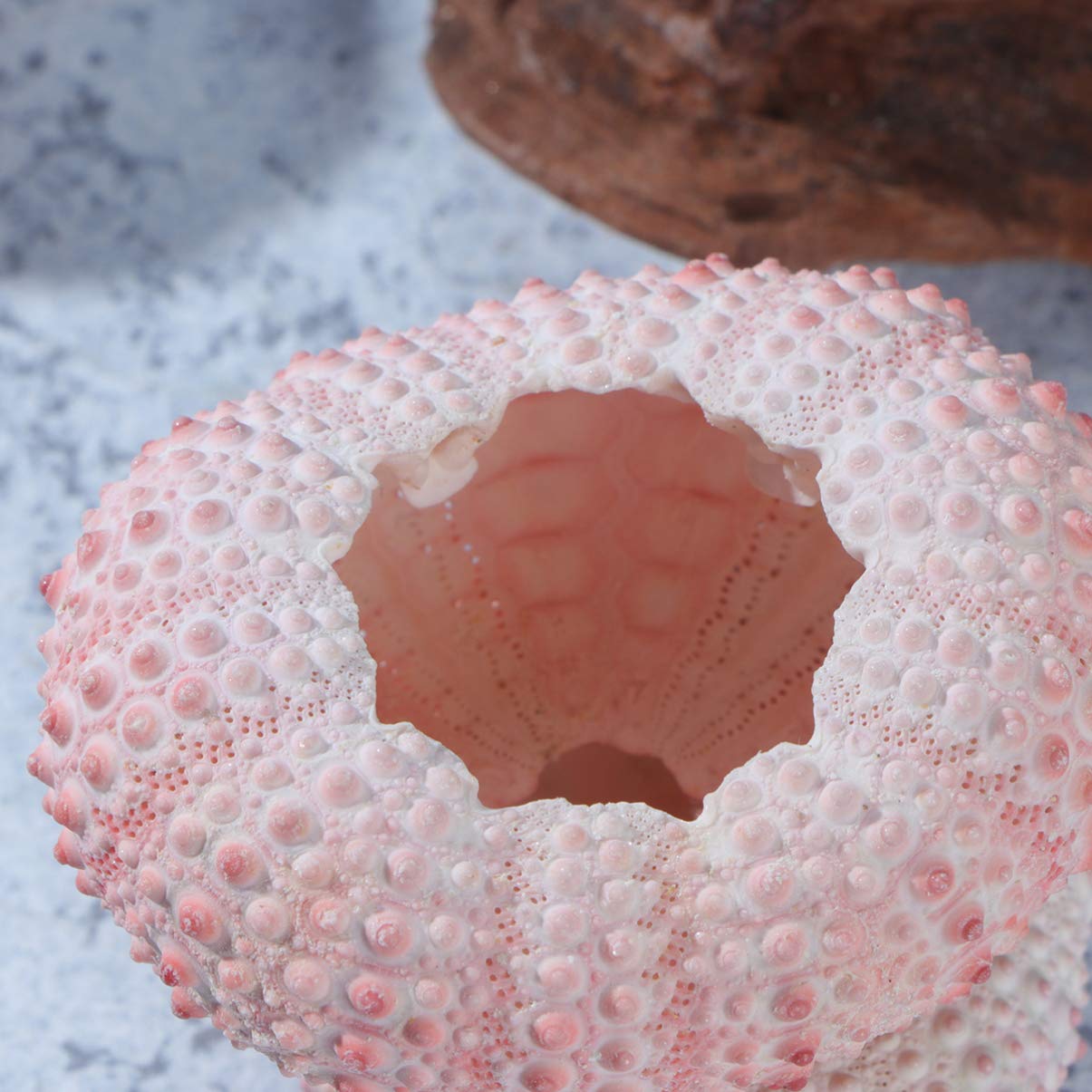 6pcs Natural Sea Urchin Shells & Conch Shells for Air Plants - DIY Handmade Tillandsia Containers, Unique Home Decor for Boho & Coastal Style - Perfect for Terrariums, Wedding Centerpieces & Shelf Displays