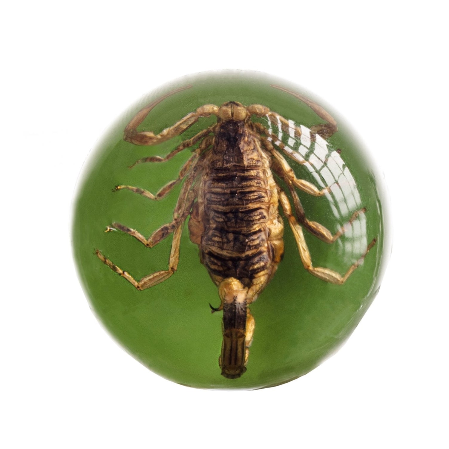 Real Golden Scorpion in Acrylic Wine Stopper - Premium Decorative Bottle Stopper for Wine, Liquor & Champagne - Perfect for Halloween, Gifts & Home Bar Accessories
