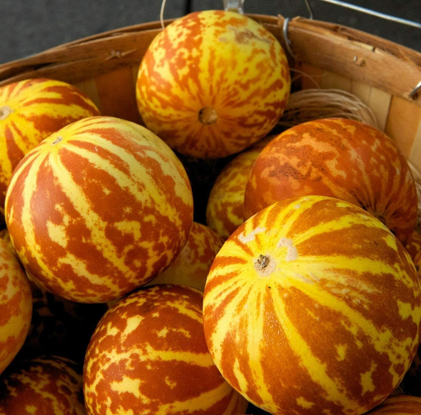 20 Rare Tigger Melon Seeds for Planting - Exotic Sweet Garden Fruit Seeds (BTL) | Perfect for Home Gardening, Backyard Farms & Unique Fruit Lovers