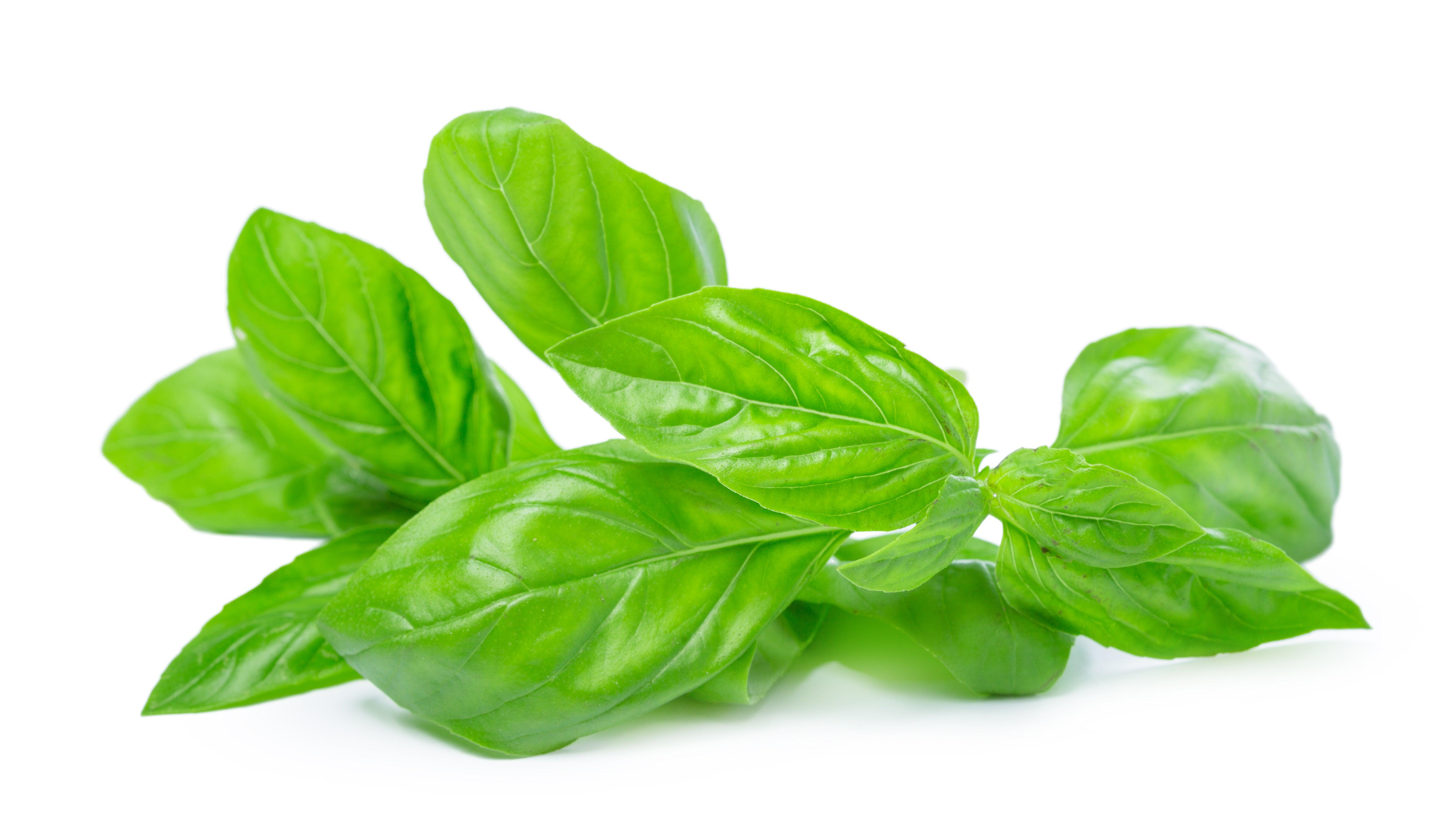 Organic Fresh Basil Green - Premium Culinary Herb for Cooking, Pasta, Salads & Garnishing | Perfect for Italian Dishes, Homemade Pesto & Healthy Recipes