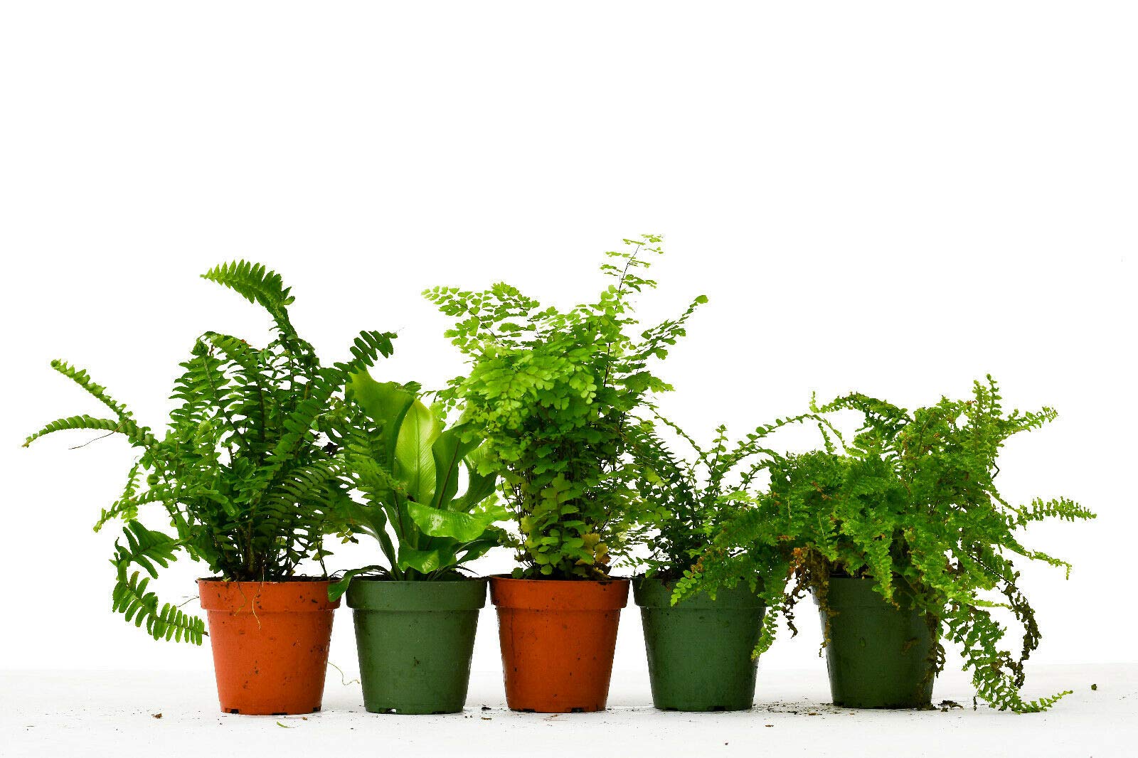 5 Pack Fern Variety Live Plants - Indoor House Plants in 4 Inch Pots with Free Care Guide - Perfect for Home Decor, Office Greenery & Gift Giving