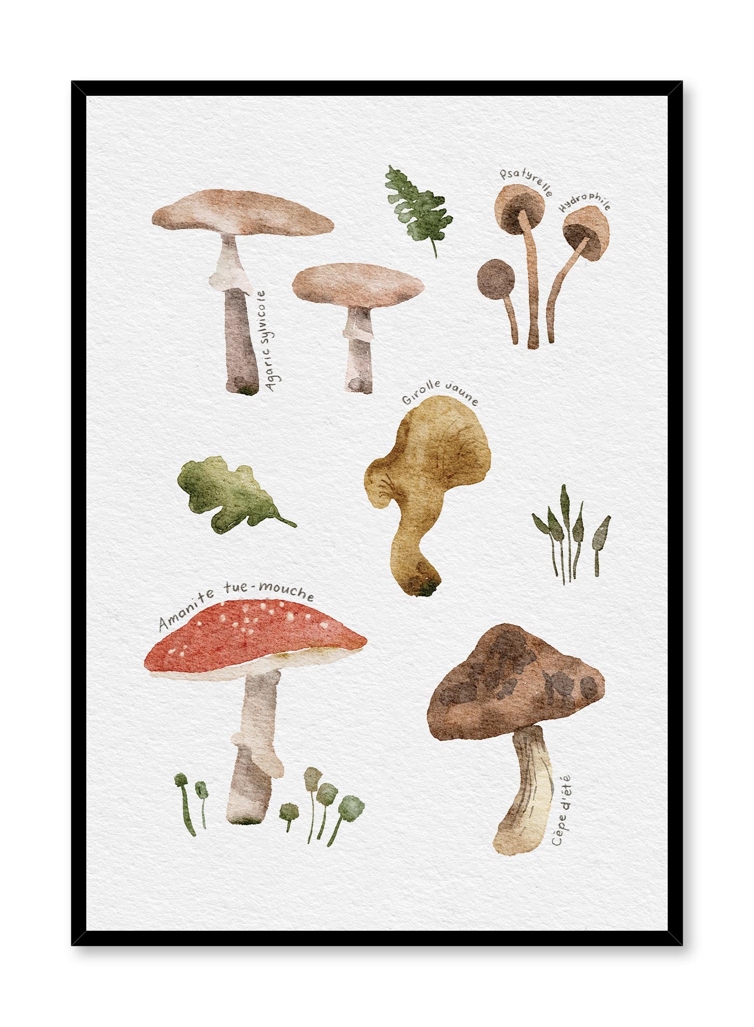 French Mushroom Foraging Guide - Educational Poster for Identifying Wild Mushrooms | Perfect for Nature Enthusiasts, Hikers & Outdoor Learning