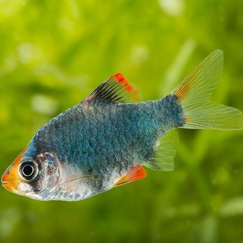 Green Tiger Barbs for Aquarium - Live Tropical Fish for Freshwater Tanks, Community Fish Tanks & Planted Aquariums