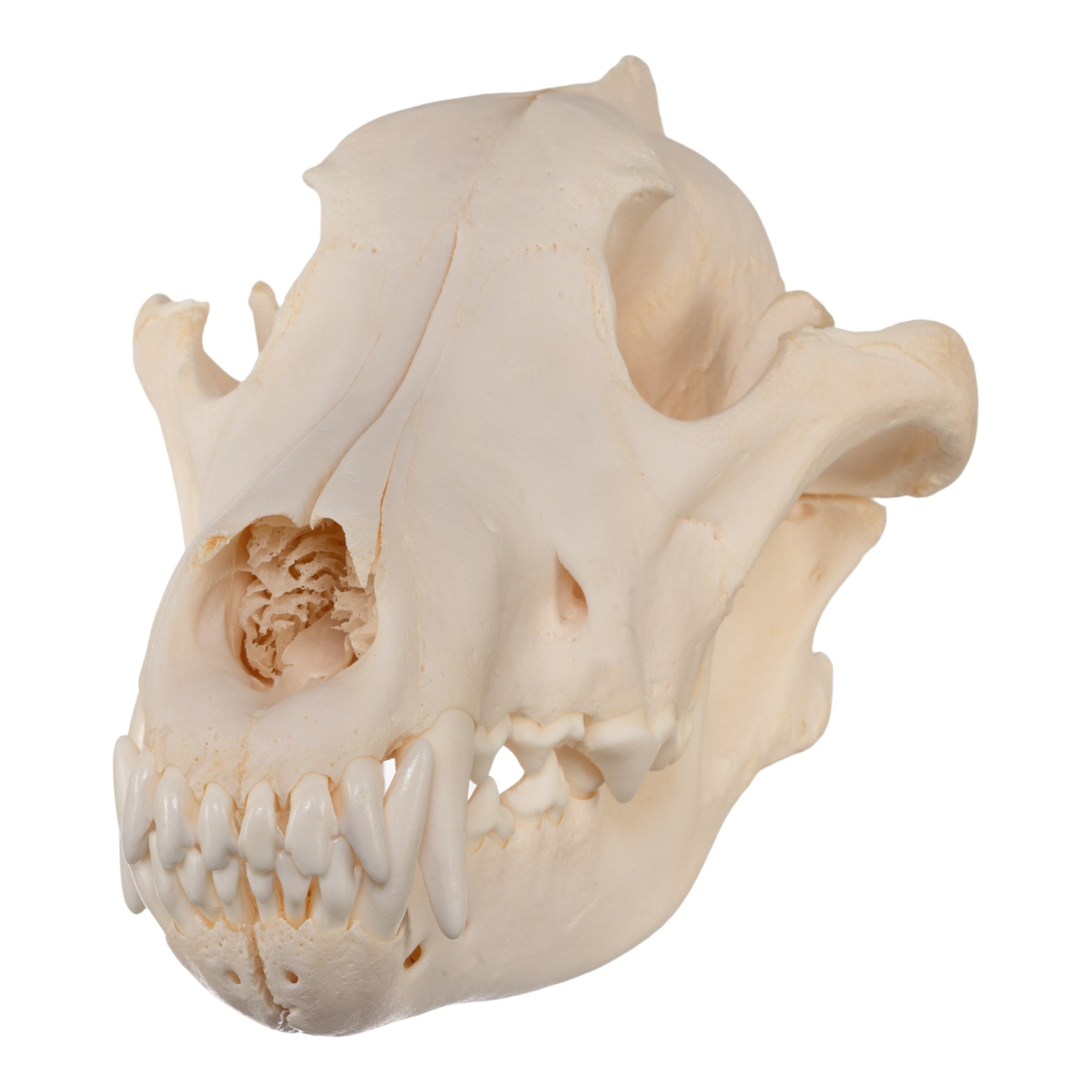 Authentic Gray Wolf Skull Replica - High-Quality Taxidermy Specimen for Home Decor, Gothic Display & Educational Use