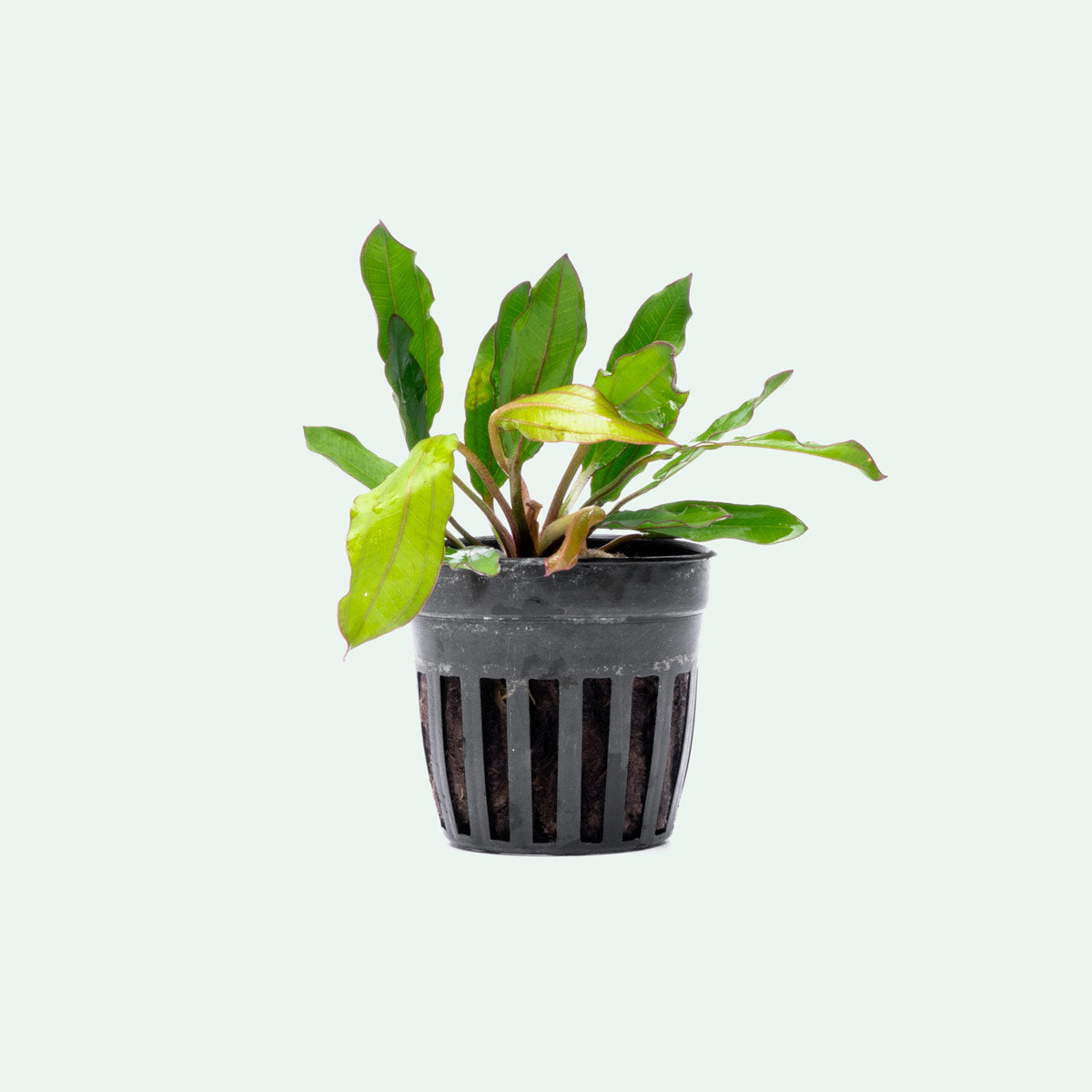 Echinodorus Green Chameleon Live Aquarium Plant - Freshwater Aquatic Plants for Fish Tanks, Ponds & Aquascaping | Perfect for Beginners & Aquarium Enthusiasts
