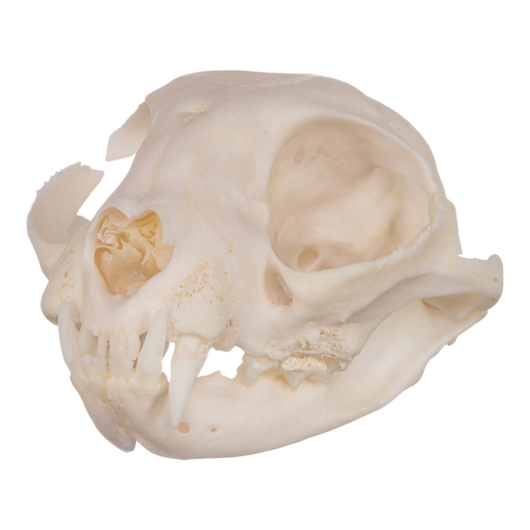 Authentic Domestic Cat Skull Specimen for Veterinary Study & Dental Anatomy Education - Perfect for Veterinary Students, Taxidermy Collectors, and Halloween Decor