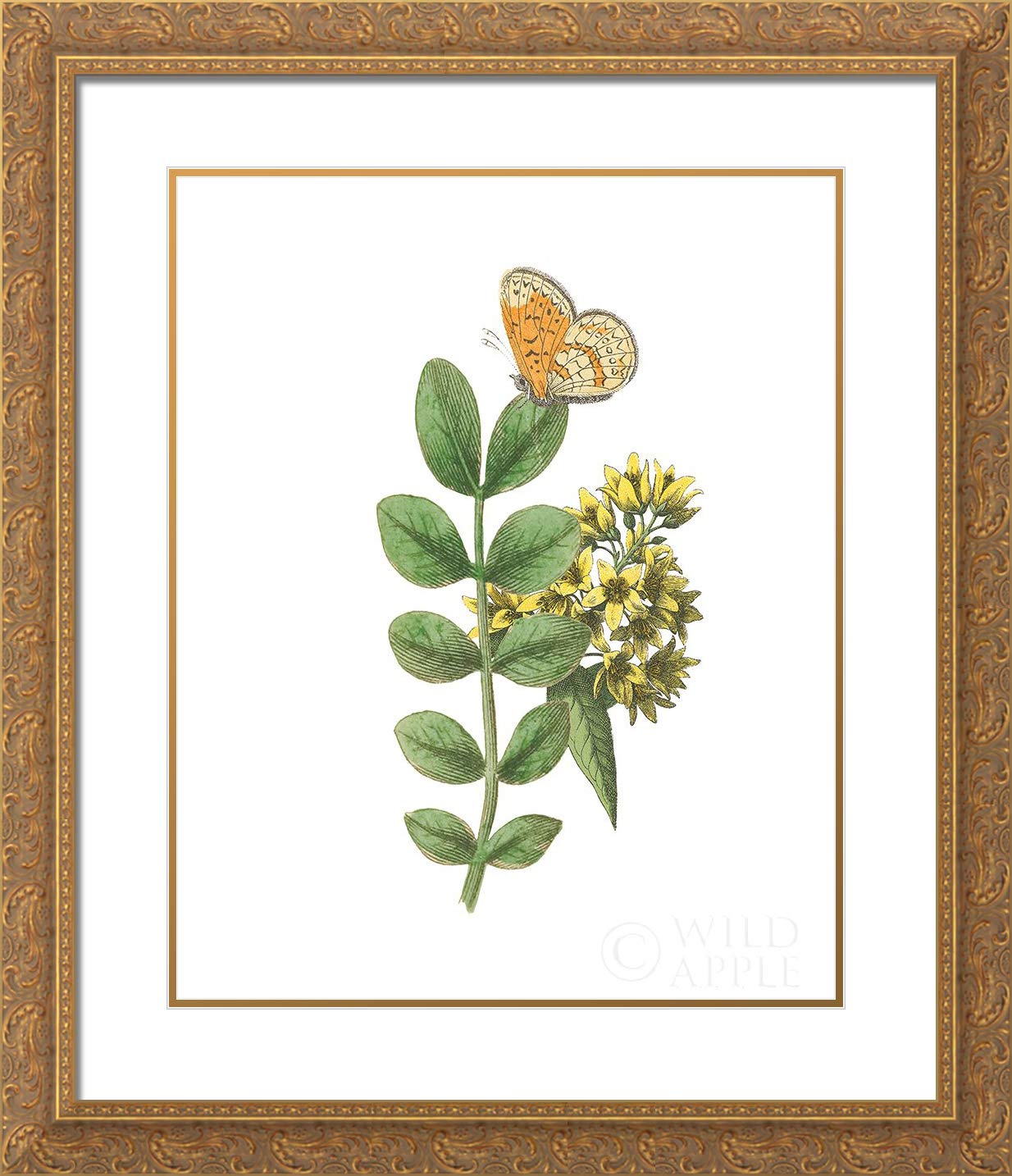 15x17 Gold Ornate Framed Wild Apple Portfolio Art Print - Greenery Butterflies II Museum Quality Double Matted Wall Decor | Perfect for Living Room, Bedroom & Office