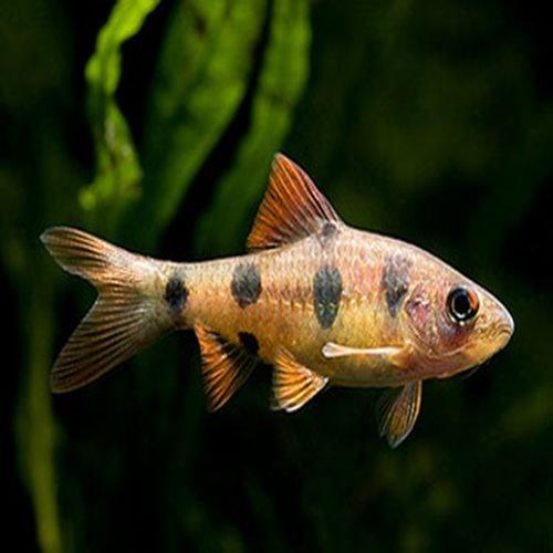 Barbodes everetti Clown Barb Fish - Live Freshwater Aquarium Fish for Tropical Tanks & Community Aquariums | Perfect for Home Aquascaping & Fishkeeping Hobbyists