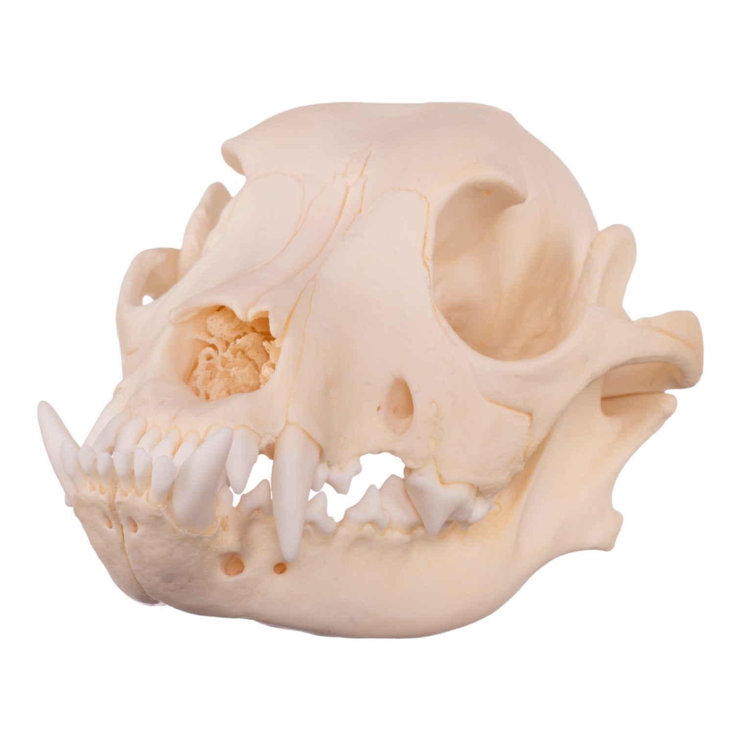 Authentic Boxer Dog Skull - Real Domestic Canine Specimen for Veterinary Study, Taxidermy & Halloween Decor