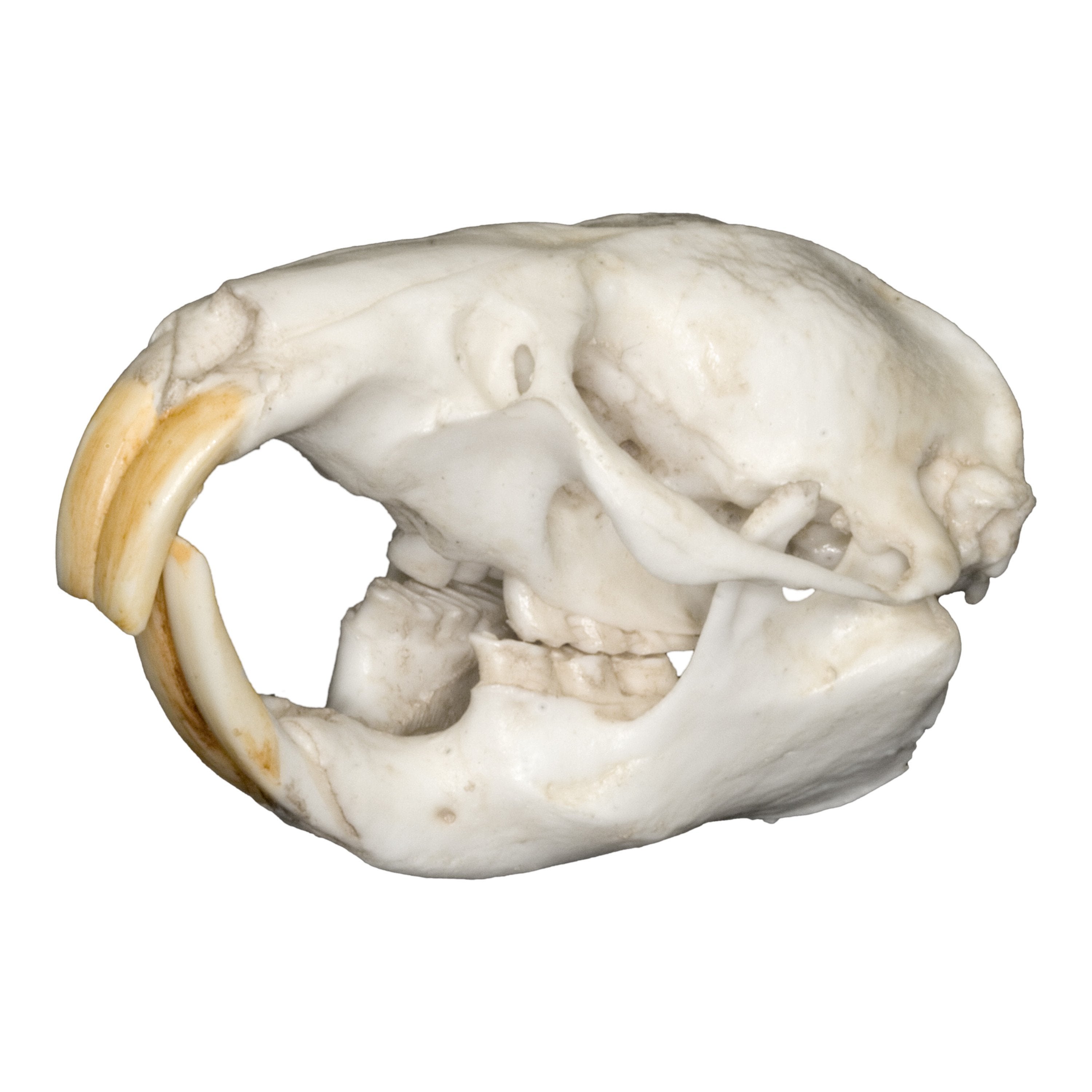 Authentic Replica East African Mole Rat Skull - High-Quality Animal Skull Model for Science Education, Biology Study & Home Decor Collection