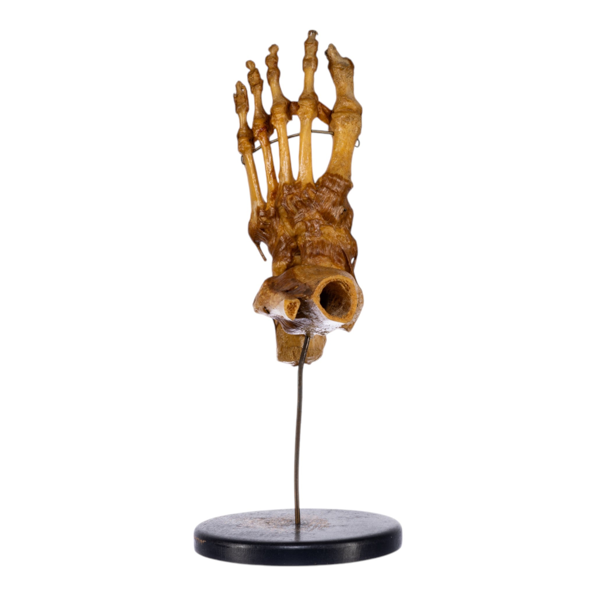 Real Human Foot and Ankle Joint Anatomy Model with Stand - Perfect for Medical Education, Classroom Demonstrations & Orthopedic Study