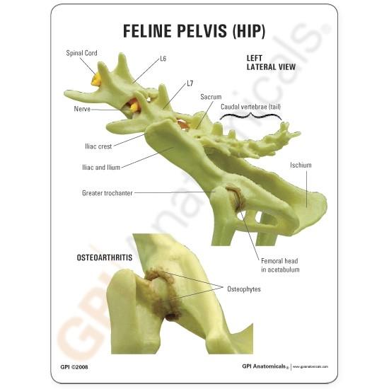 Feline Pelvis Model - Accurate Cat Hip Bone Anatomy for Veterinary Study & Education | Perfect for Vet Students, Animal Anatomy Labs & Pet Health Training