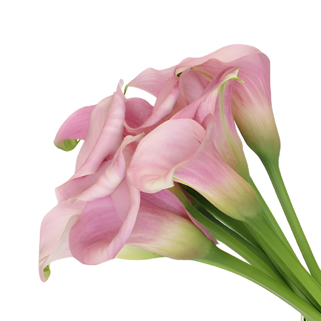 Blushing Bride Mini Calla Lily Flowers - Elegant Wedding Bouquets, Centerpieces & Home Decor | Perfect for Bridal Showers, Table Arrangements & Romantic Gift Giving