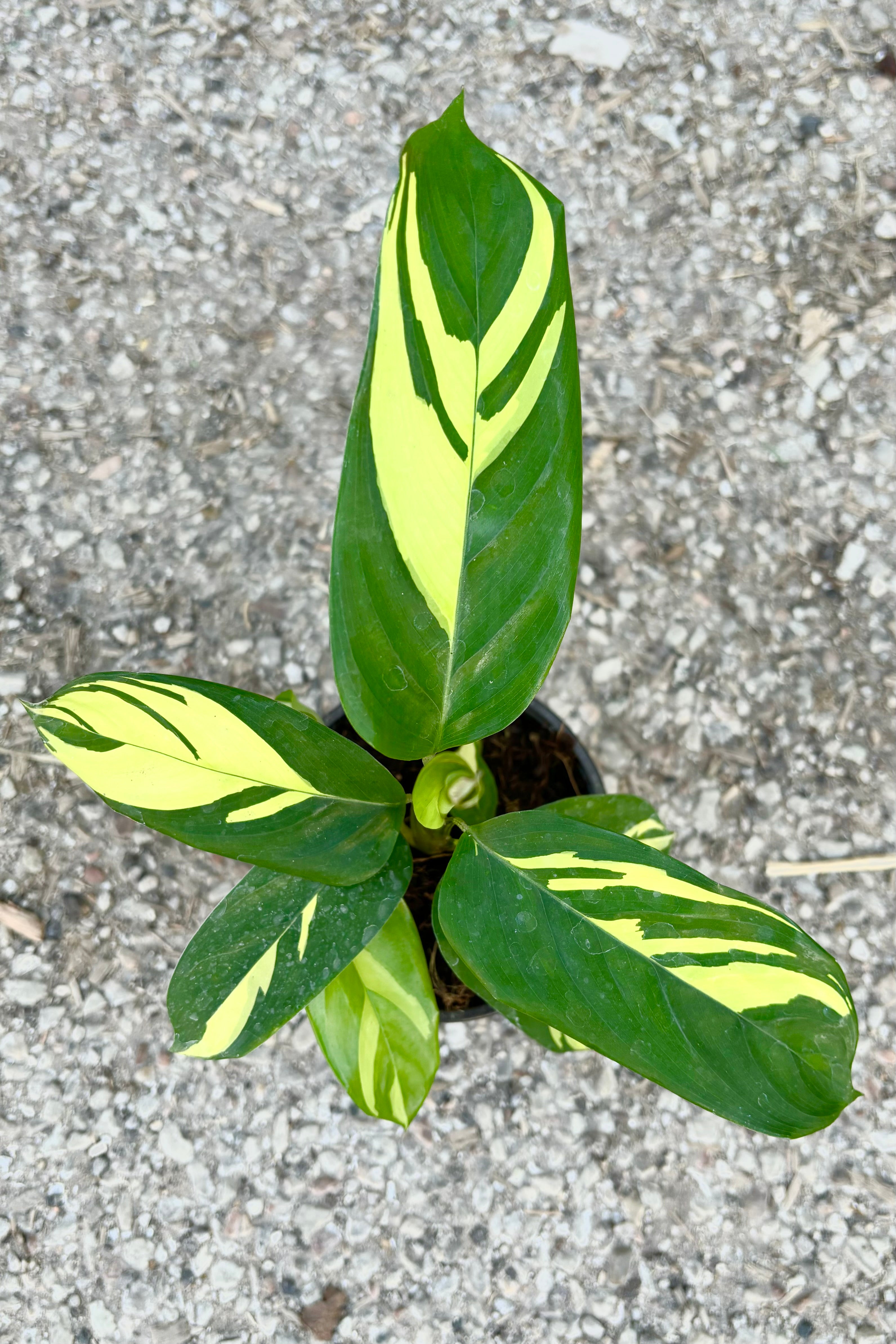 Buy Ctenanthe Lubbersiana - 4