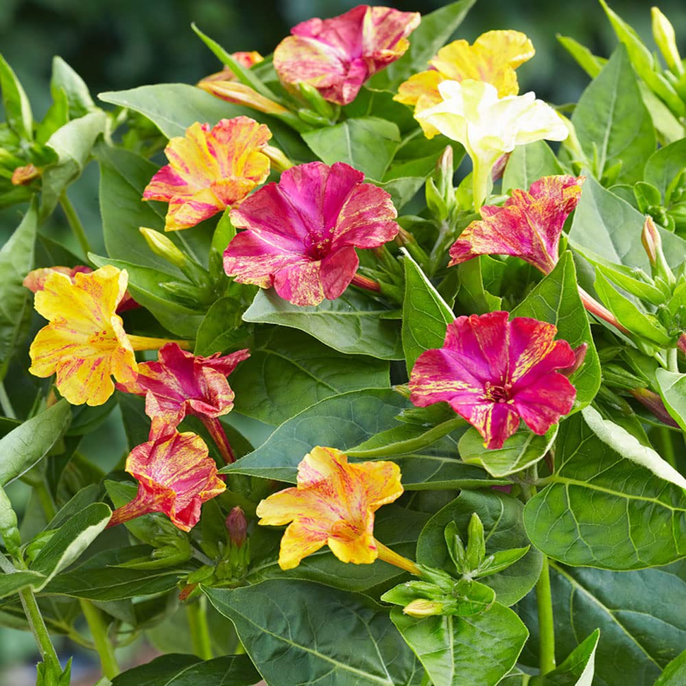 Outsidepride Mirabilis Four O'Clock Marbles Flower Seeds - 200 Count - Climbing Vine Plant Mix for Gardens, Fences & Trellises - Fragrant Evening Blooming Flowers for Landscaping & Outdoor Decor