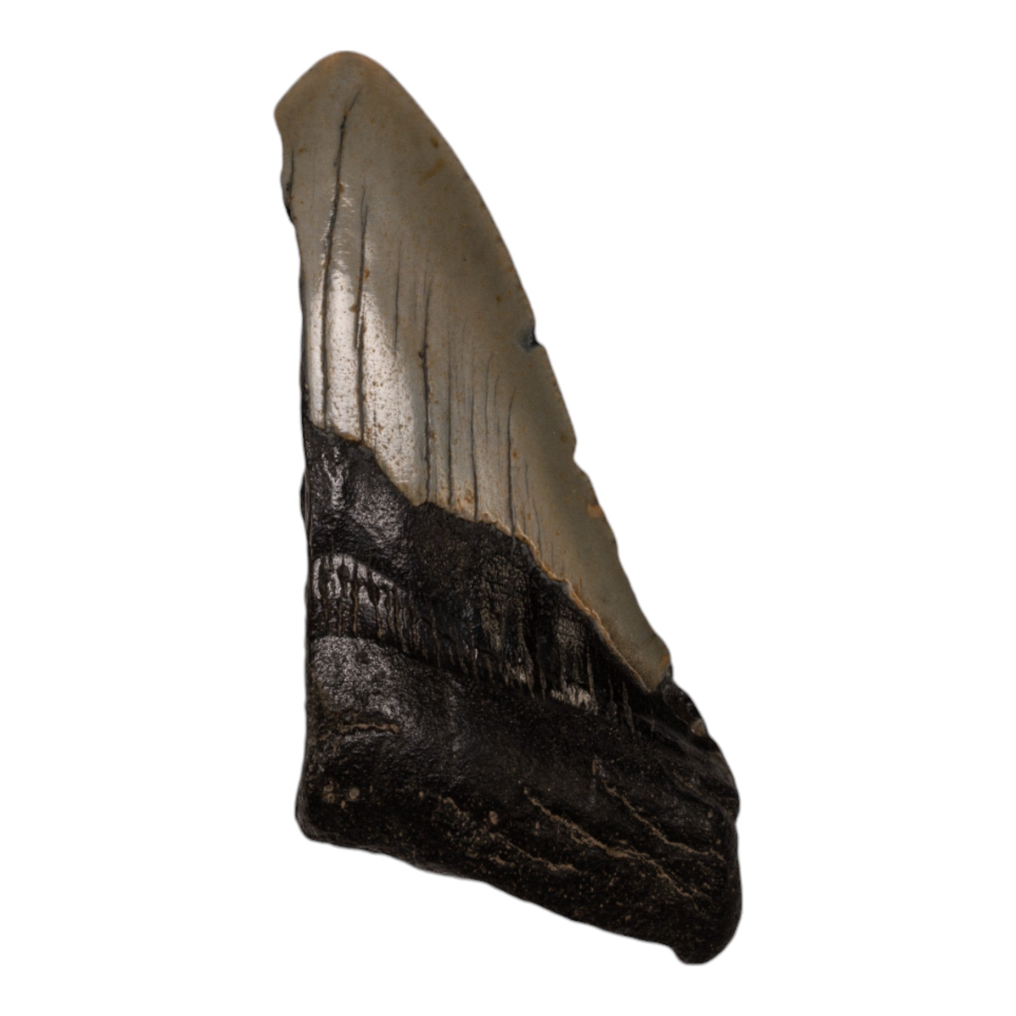 Authentic Megalodon Shark Tooth Fossil - Half Size - Perfect for Collectors, Jewelry Making & Home Decor
