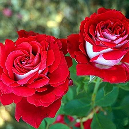45pcs Red Osiria Rose Flower Seeds for Planting - Premium Garden Roses for Landscaping, Wedding Bouquets & Home Decor