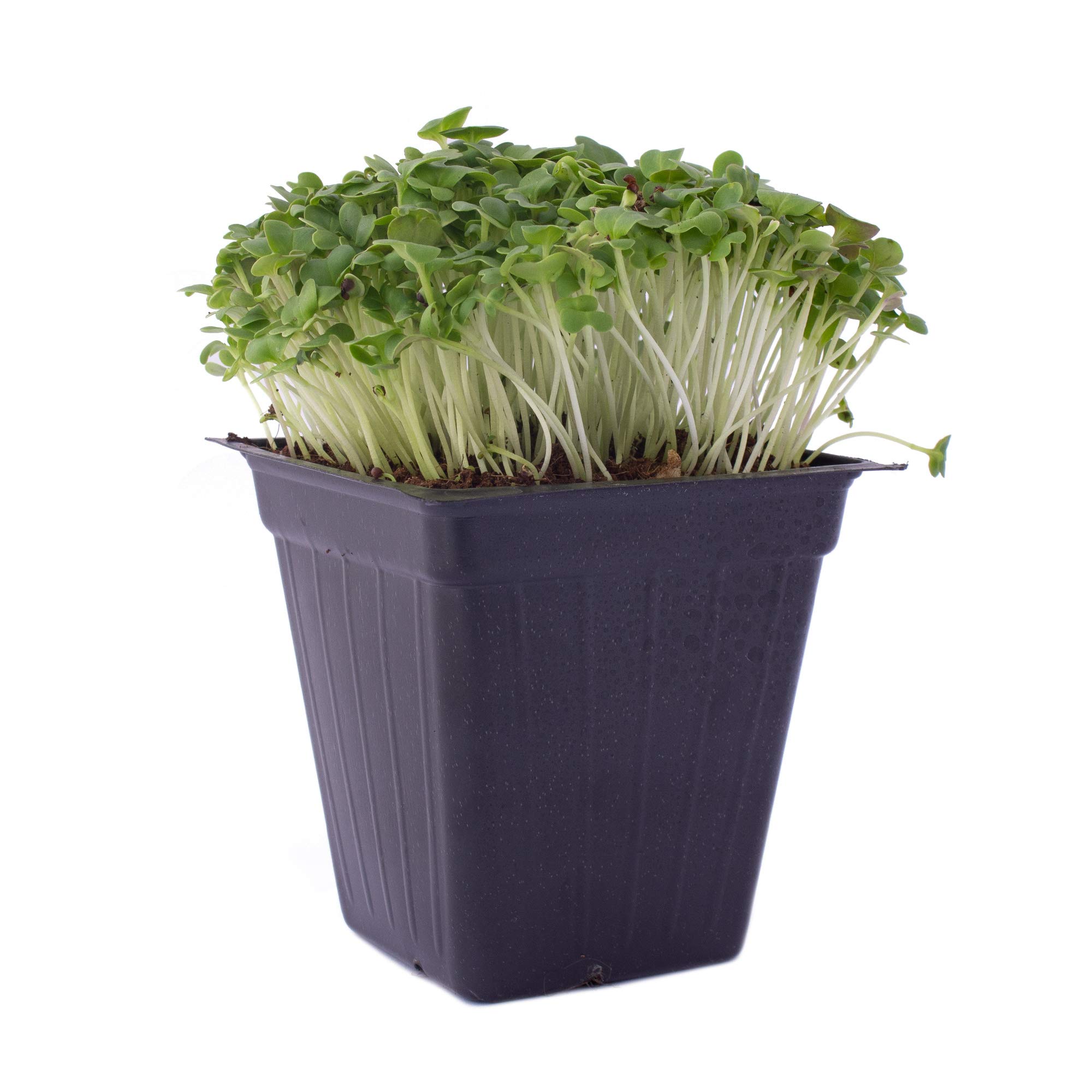 Organic Green Cabbage Microgreens Seeds - 1 Lb (108,800+ Seeds) | Non-GMO, High Germination Rate | Perfect for Salads, Smoothies & Healthy Home Gardening