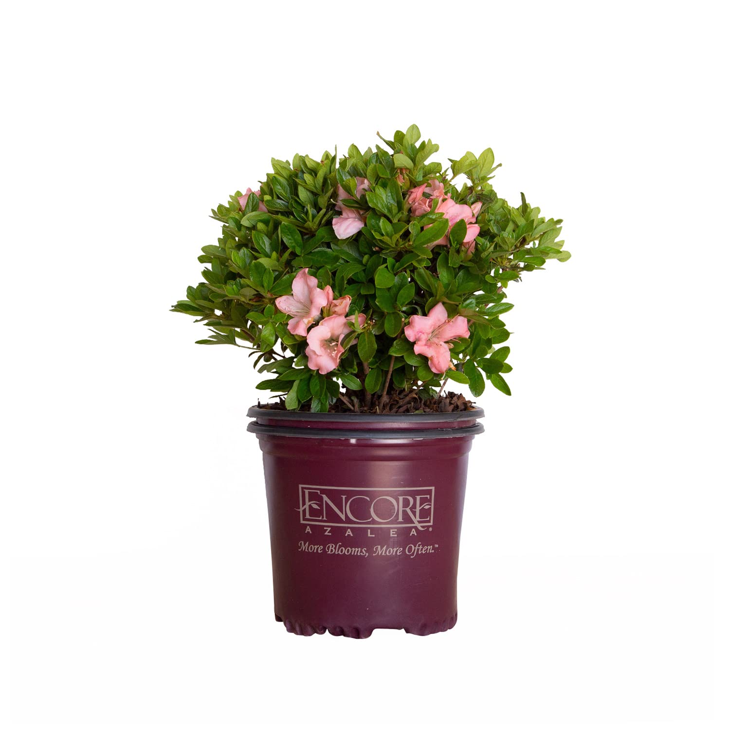 Encore Azalea Autumn Debutante (1 Gallon) - Pink Flowering Shrub for Full Sun | Live Outdoor Plant for Landscaping, Garden Borders & Patio Decor