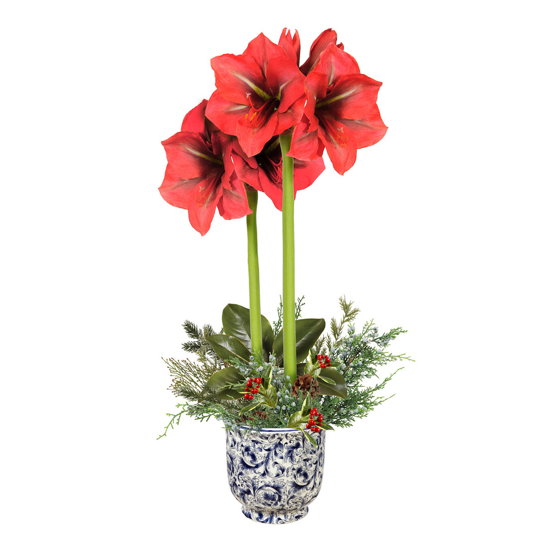 Blue & White Pot Holiday Amaryllis - Perfect for Christmas Decor, Home Gifts & Festive Centerpieces