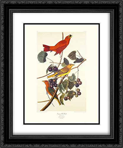 John James Audubon Summer Red Bird 15x17 Framed Art Print - Double Matted Museum Quality with Ornate Black Frame - Perfect for Home Decor, Living Room, Office & Gifts