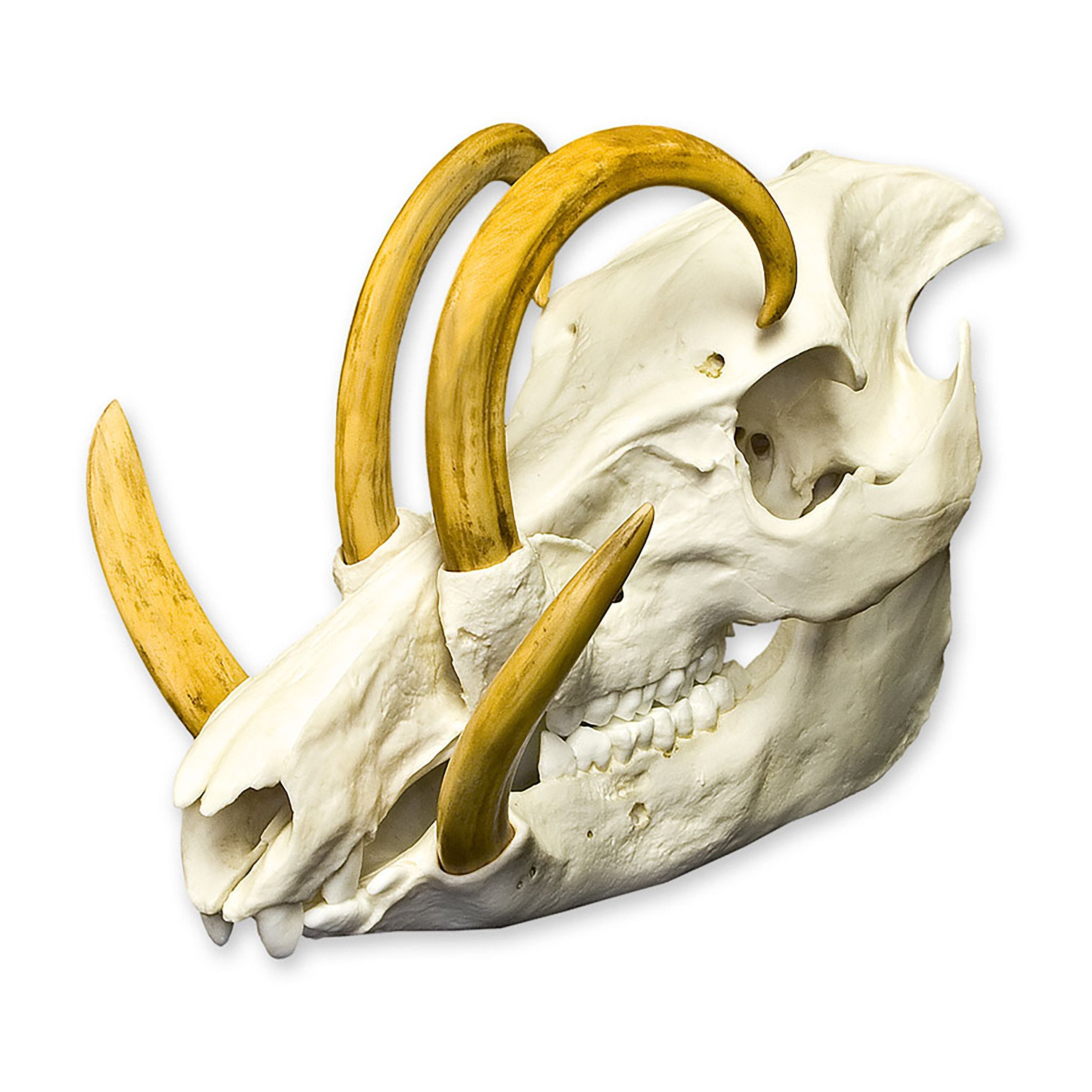 Authentic Replica Babirusa Skull - High-Quality Decorative Animal Skull for Home Decor, Gothic Display, and Halloween Props - Perfect for Taxidermy Collectors and Oddity Lovers