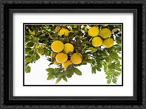 Karyn Millet 18x15 Black Ornate Framed Double Matted Museum Art Print - Lemon Grove I Wall Decor for Living Room, Bedroom & Office