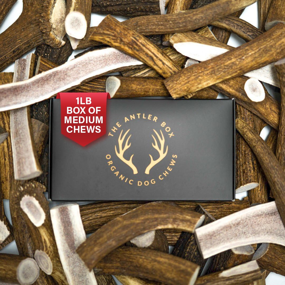 Premium Elk Antler Dog Chews for Medium Dogs - Natural, Long-Lasting Dental Treats (1 Pound Box, 4 Whole Pieces) - Perfect for Aggressive Chewers & Teeth Cleaning