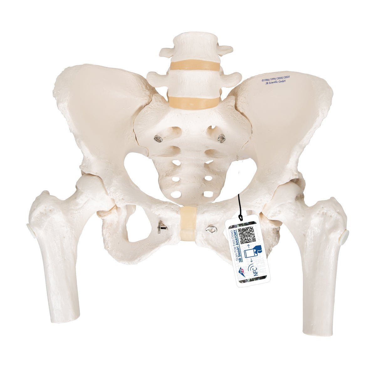 Female Pelvic Skeleton Model with Movable Femur Heads - Anatomical Study Tool for Medical Students, Doctors & Physical Therapists - Perfect for Classroom, Clinic & Patient Education