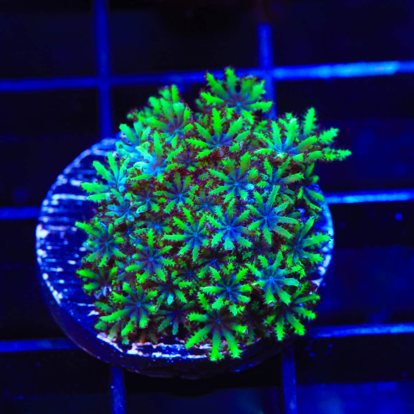 Premium Blue Green Sympodium Coral for Saltwater Aquariums - Vibrant Live Coral for Reef Tanks & Marine Aquascaping