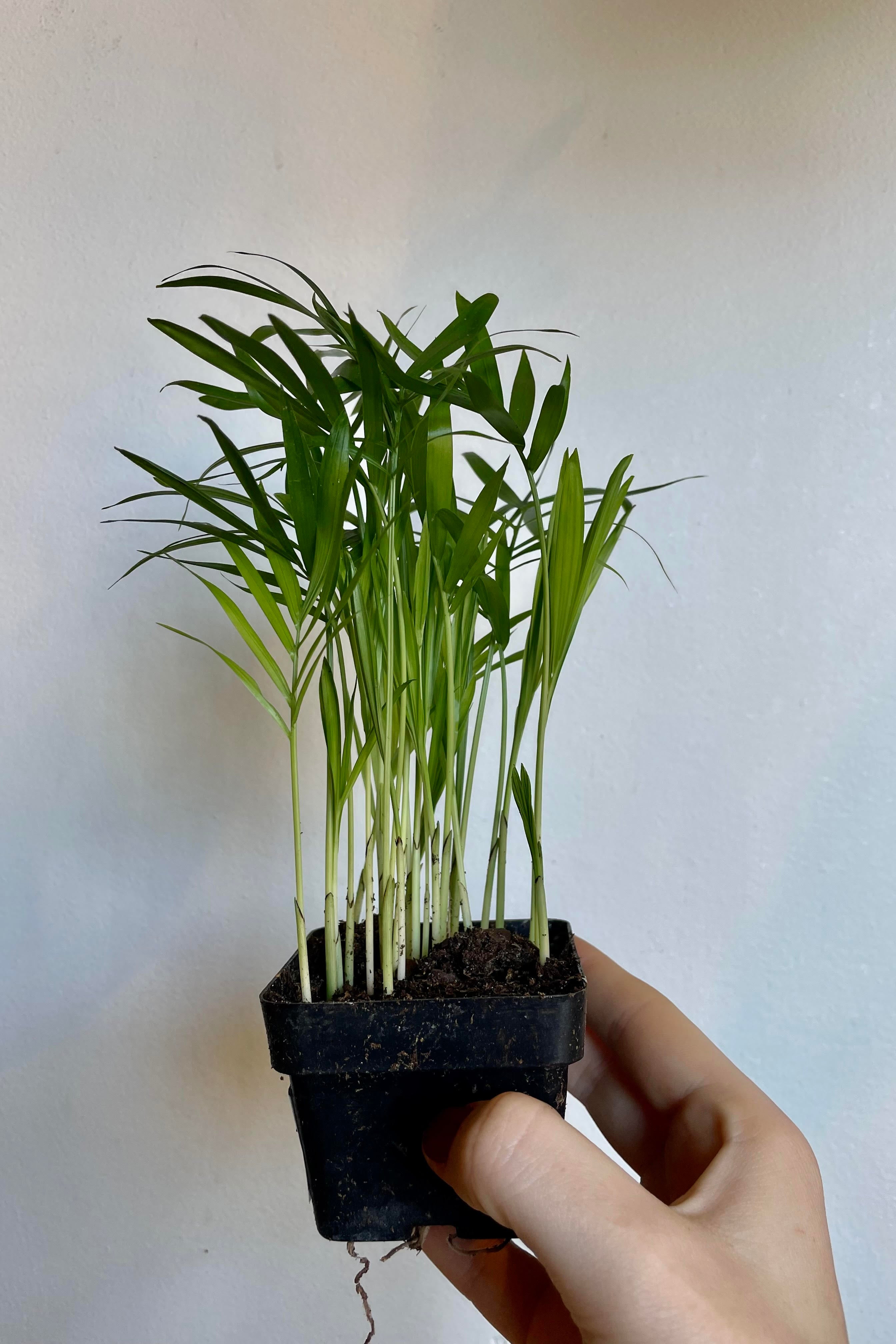 Chamaedorea Elegans Neanthe Bella Parlor Palm - 3 Pack Indoor House Plants for Home & Office Decor, Air Purifying, Low Light Spaces