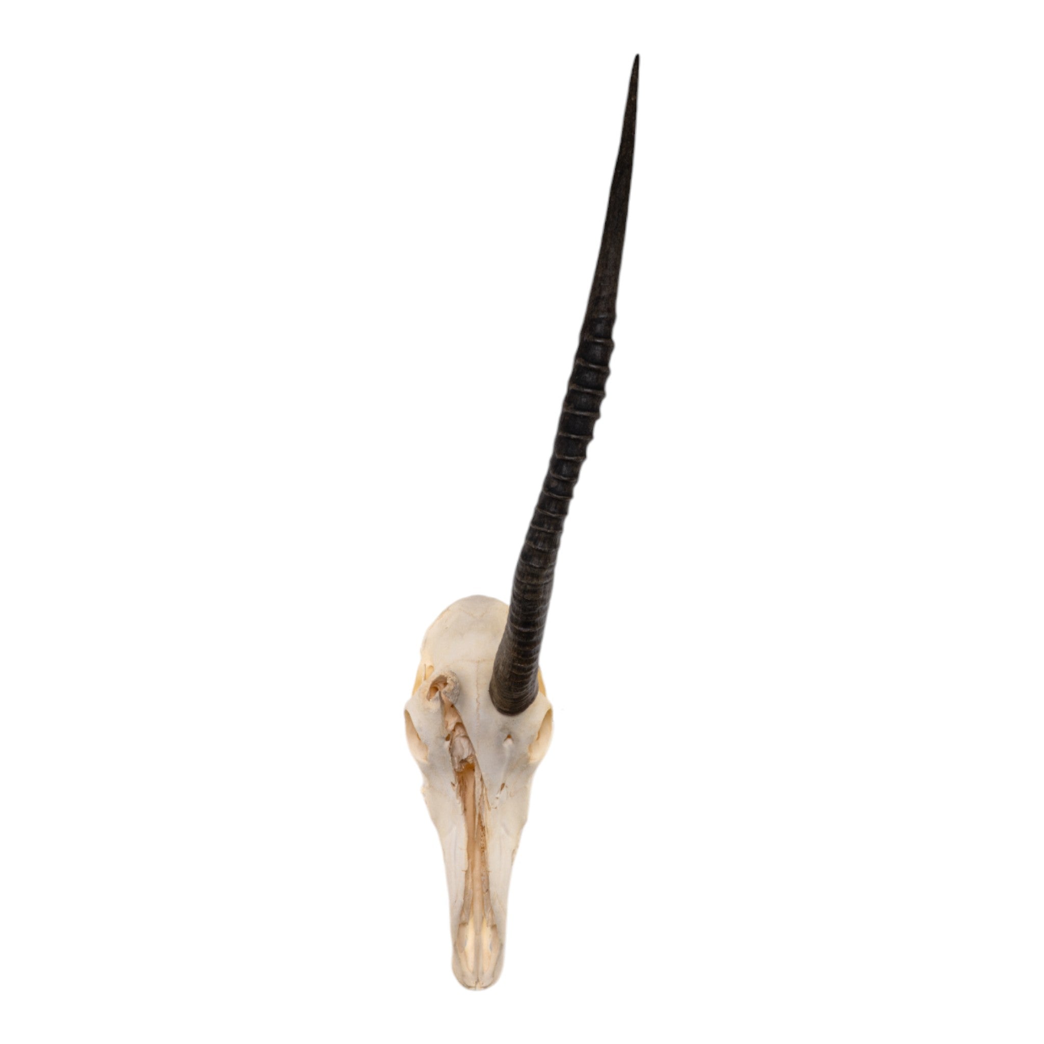 Real Sable Antelope Skull with Mandible - Authentic Taxidermy Specimen with Natural Pathology | Perfect for Home Decor, Gothic Collections & Educational Displays