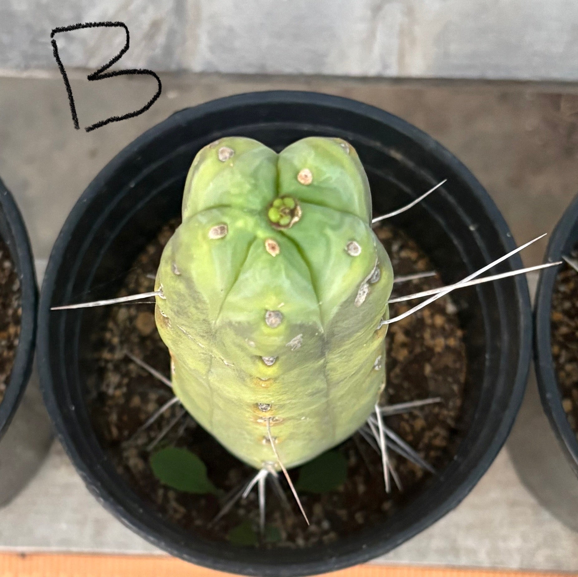 EC14 Exact Trichocereus Bridgesii Jiimz Twin Spine Potted Cactus - Rare Succulent Plant for Home Decor, Office Desk & Garden Collection