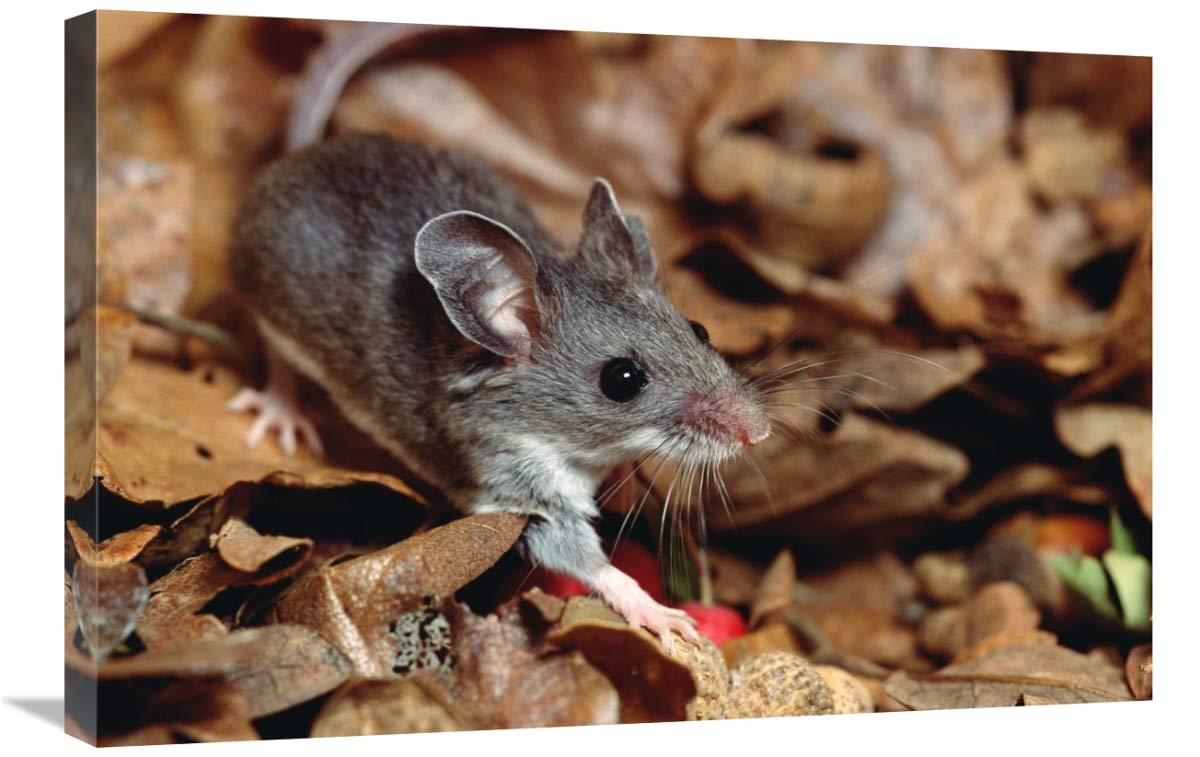 20 x 30 Inch Deer Mouse Wildlife Art Print - North & Central America Nature Photography by Gerry Ellis - Perfect for Home Decor, Office Wall Art & Nature Lovers Gifts