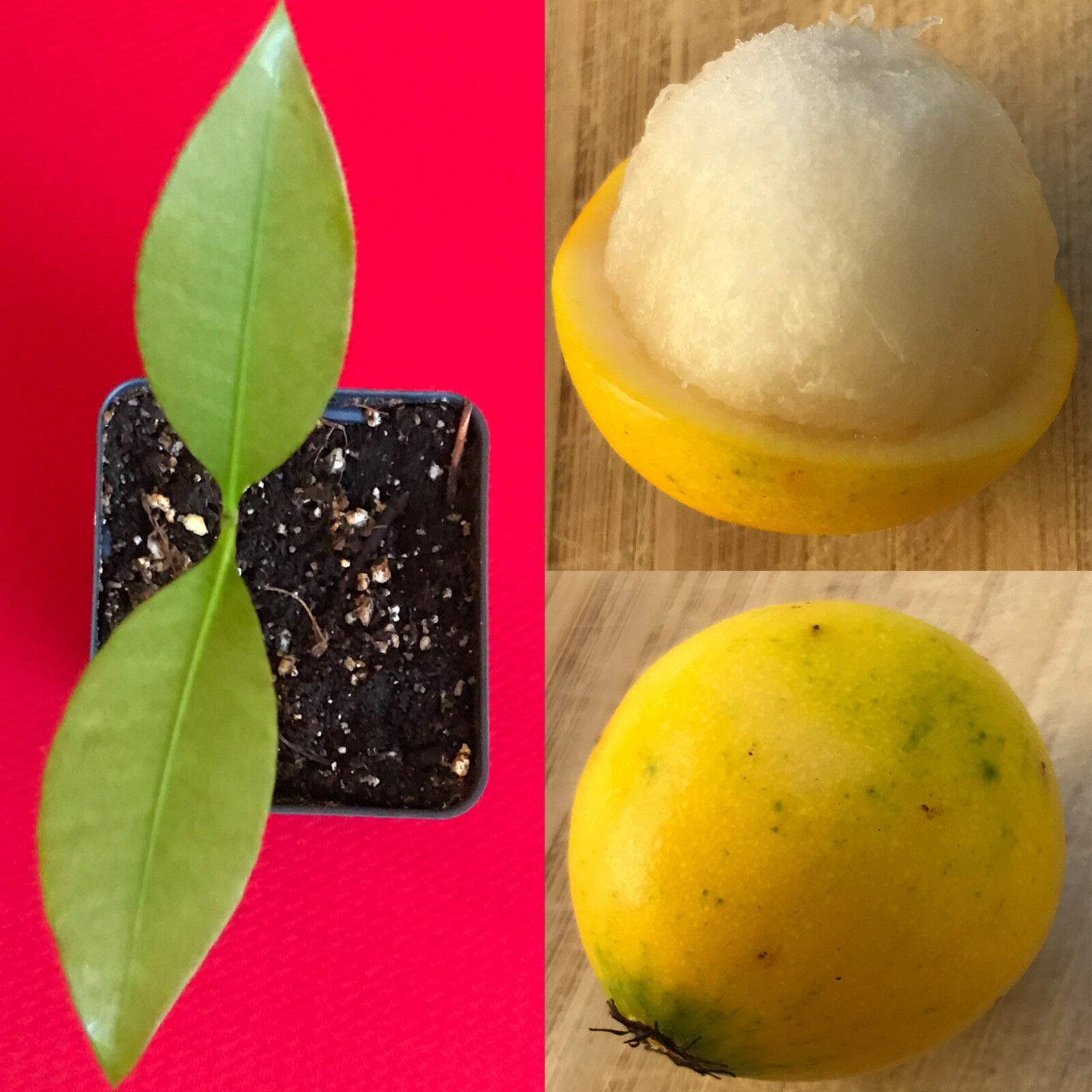 Lemon Drop Mangosteen Garcinia Intermedia Yellow Tropical Fruit Tree Plant - Rare Exotic Fruit Tree for Home Garden & Landscaping - Perfect for Tropical Climate Gardens, Backyard Orchards, and Fresh Fruit Lovers