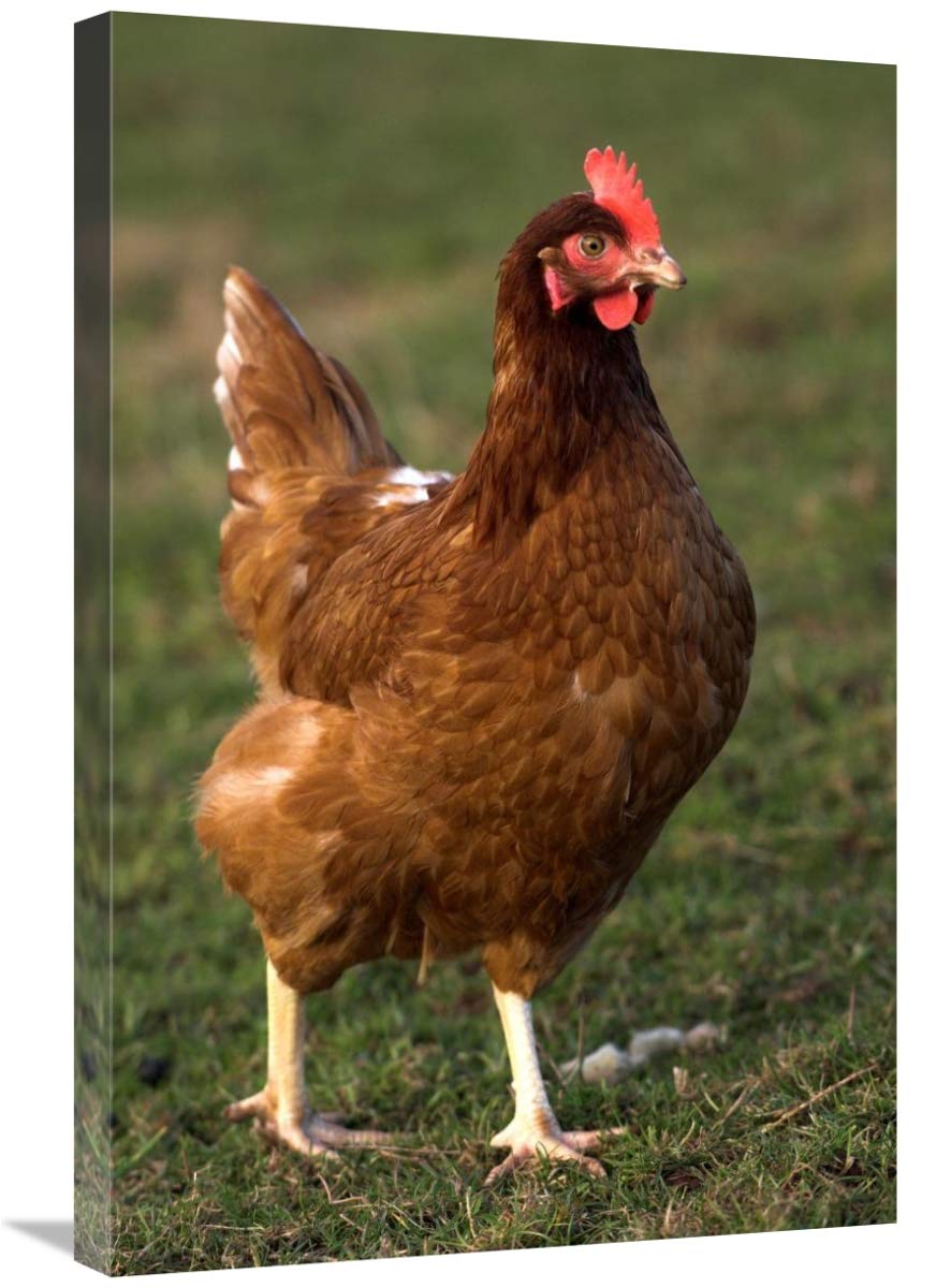 Free-Range Hen Close-Up Canvas Art Print - 20x30 Inch England Countryside Chicken Wall Decor - Perfect for Farmhouse, Kitchen & Country Style Home Decor