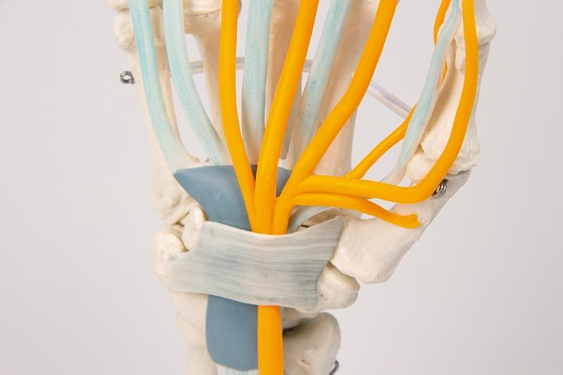 Hand Skeleton Model with Tendons, Nerves & Carpal Tunnel - Anatomical Study Tool for Medical Students, Doctors & Science Classrooms | Perfect for Anatomy Education, Physical Therapy & Medical Demonstrations