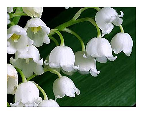 10 Large Fresh Plump Lily of The Valley Bare Root Plants - Ready to Plant for Beautiful May Blooms - Perfect for Gardens, Landscaping & Wedding Decorations