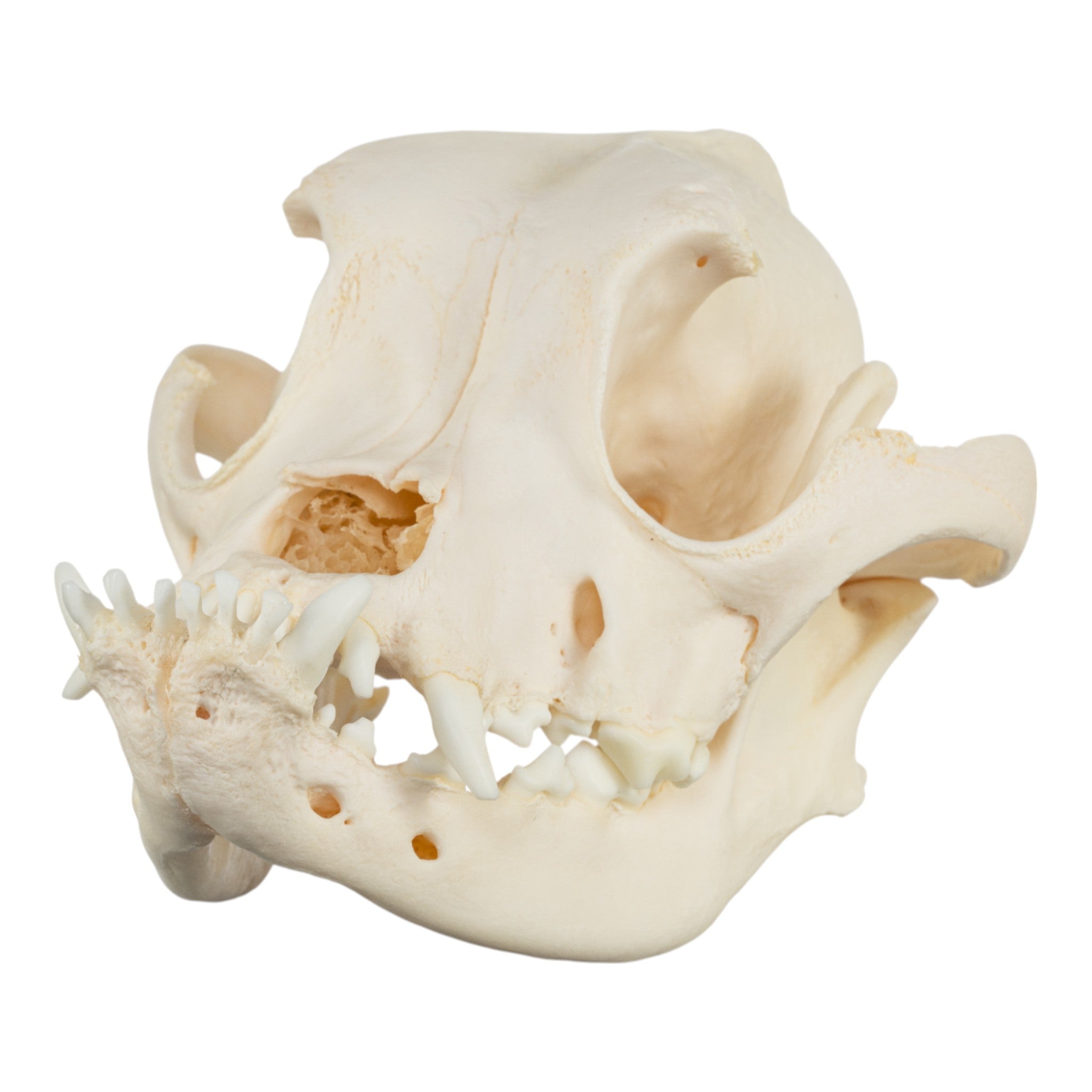 Authentic Boxer Dog Skull - Real Domestic Canine Specimen for Veterinary Study, Taxidermy & Halloween Decor