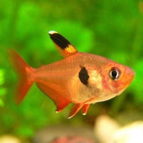 Red Phantom Tetra Fish - Live Tropical Freshwater Aquarium Fish for Home & Office Tanks | Perfect for Community Aquariums & Planted Tanks