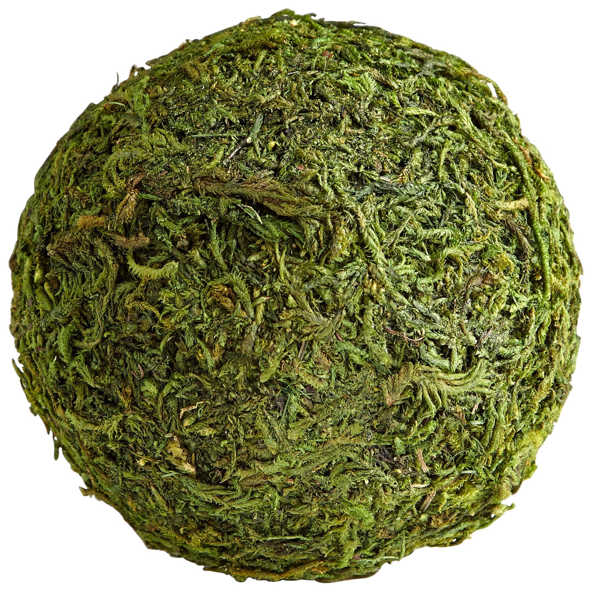 Cyan Design 07298 Bermuda Filler - Green Moss Small Decorative Filler for Vases, Centerpieces & Home Decor | Perfect for Weddings, Events & DIY Crafts