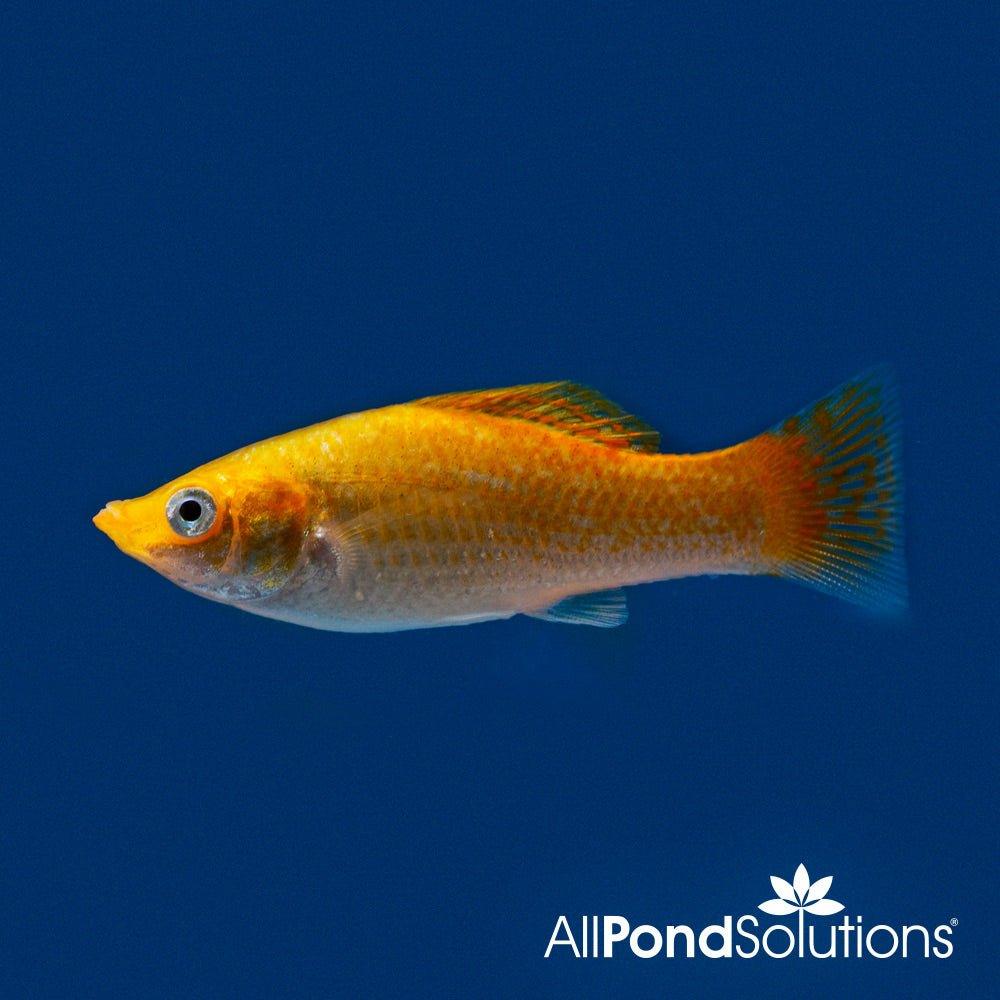 Neon Orange Molly Fish - Live Freshwater Aquarium Fish for Tanks & Ponds | Perfect for Community Aquariums & Beginner Fish Keepers