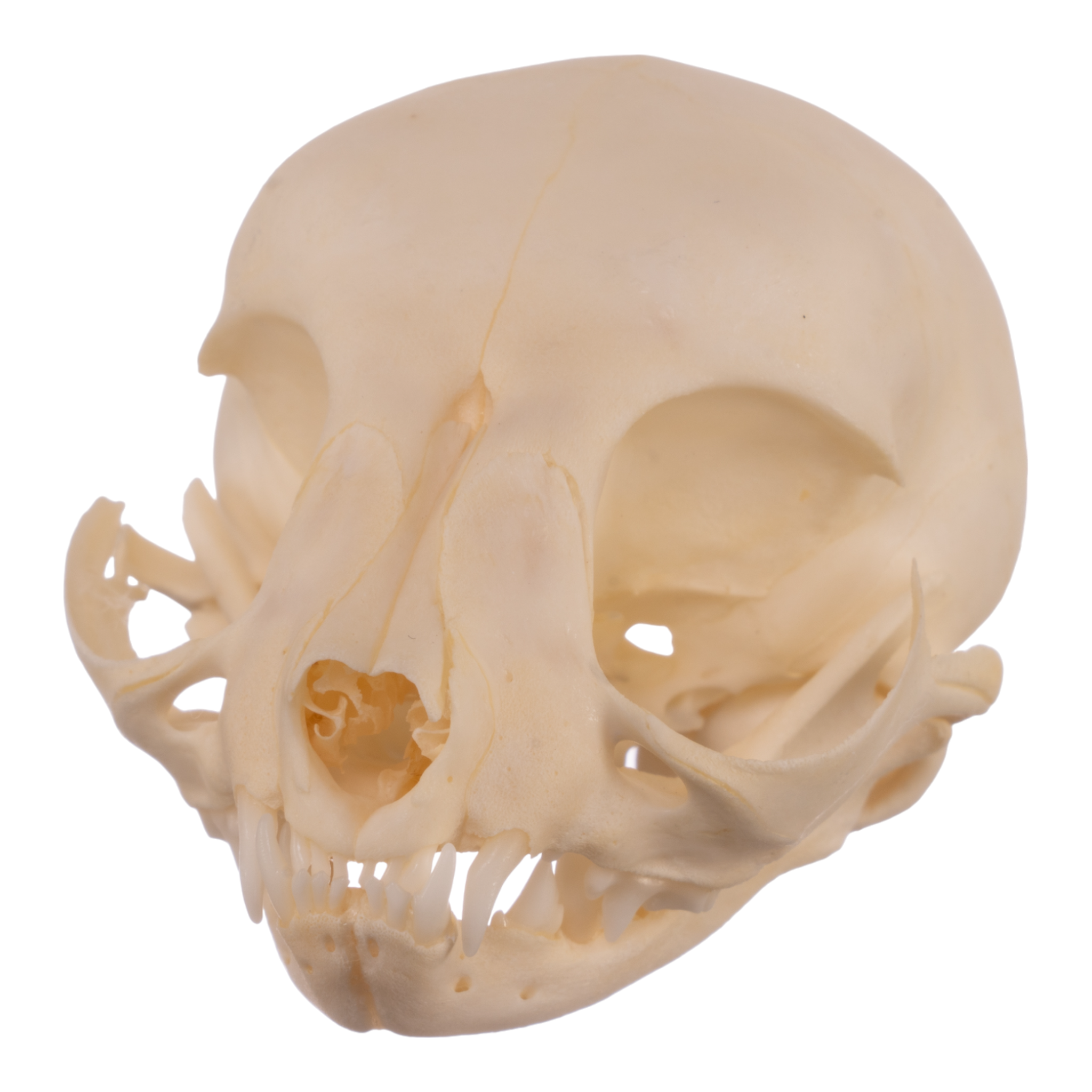 Real Domestic Cat Skull Replica - Authentic Kitten Skull Specimen for Veterinary Study, Taxidermy & Gothic Decor | Perfect for Halloween, Oddity Collections & Anatomy Education